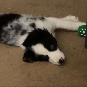 Meet your Posher, Lol